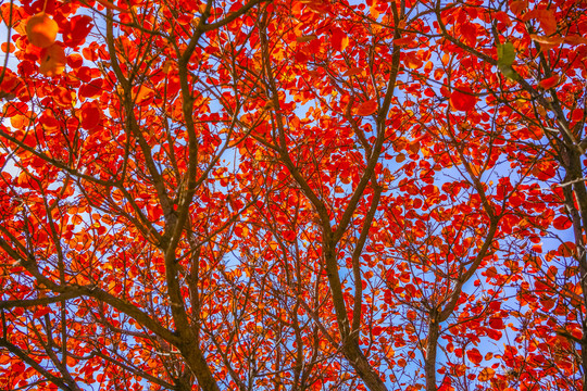 秋天红叶高清大图