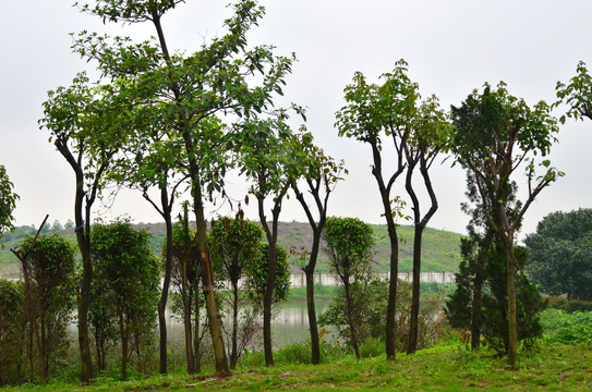 树木风景