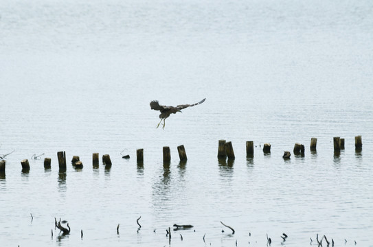 湖上飞翔的鹭鸟