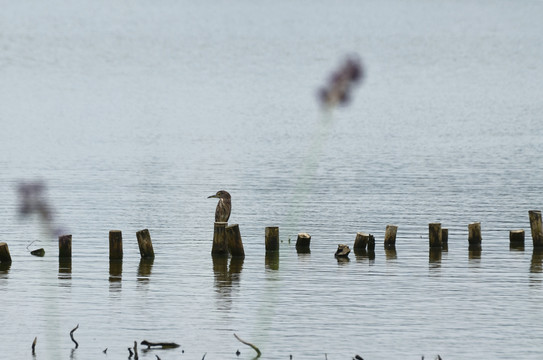 湖泊木桩上的小鸟