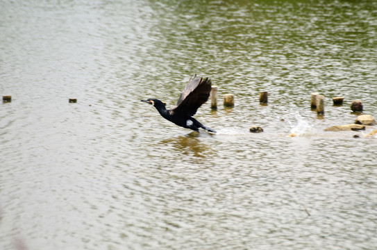 湖面起飞的野鸭子