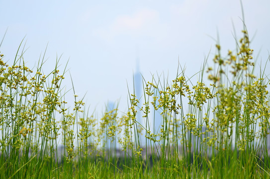 小花小草图片