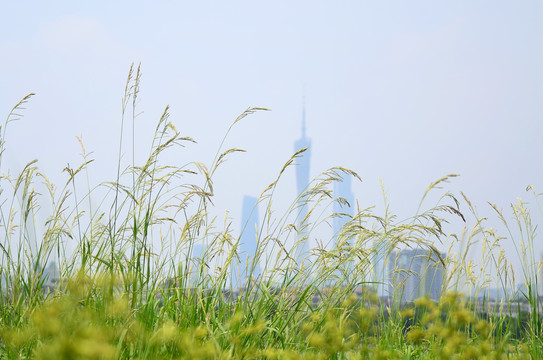 芦花小花背景图片