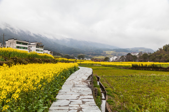 婺源江岭油菜花海