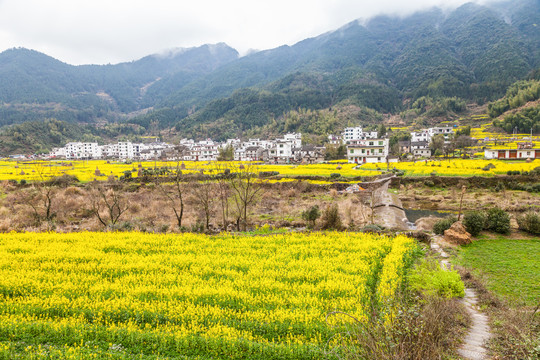 婺源江岭油菜花海