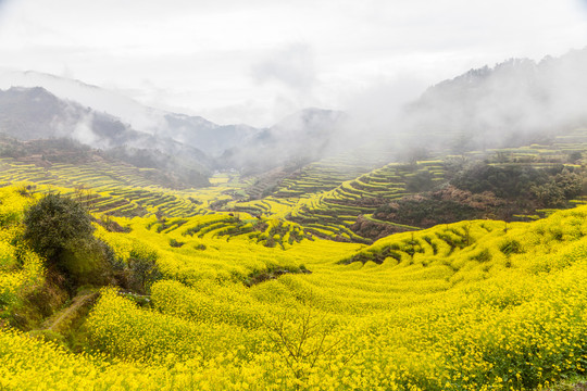 篁岭油菜花田