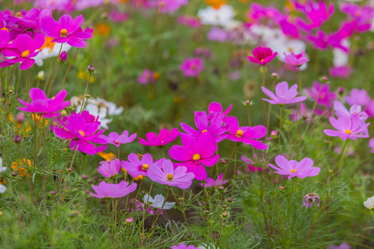 格桑花