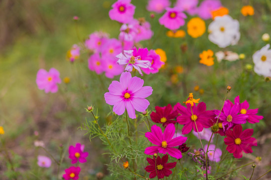 格桑花