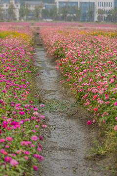 百日草花海绽放