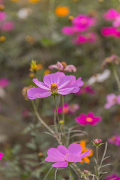 格桑花