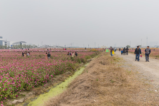 百日草花海绽放