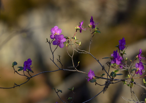 兴安杜鹃花