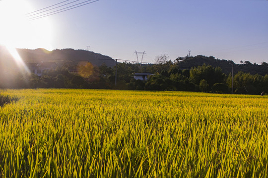 稻田