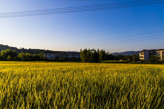 稻田