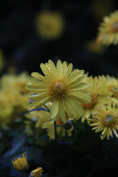 小金菊