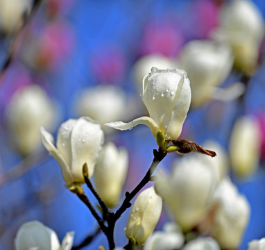 玉兰花