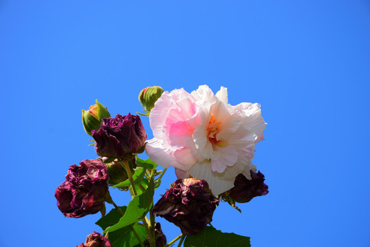木芙蓉