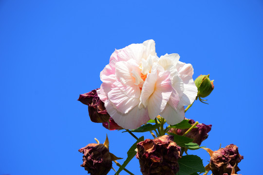 木芙蓉
