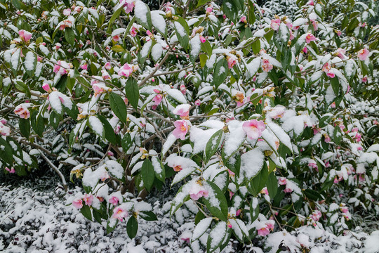 冰雪茶花