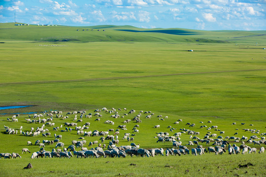 山坡草原羊群蒙古包