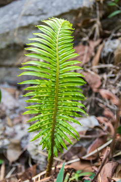 蕨类植物叶子