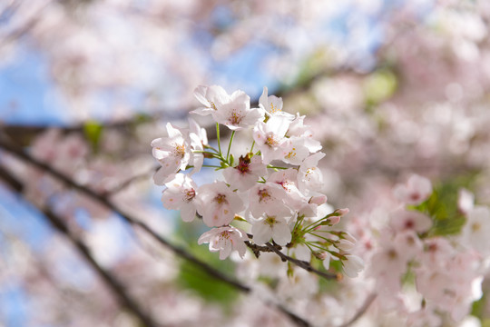 樱花