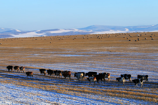 雪原牧场牛群