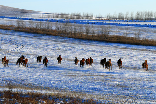 雪原牧场奔跑的马群