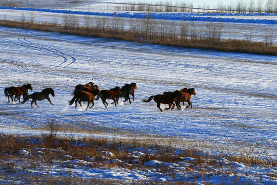 雪原牧场奔跑的蒙古马