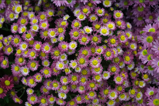 菊花
