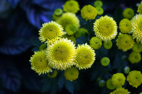 菊花