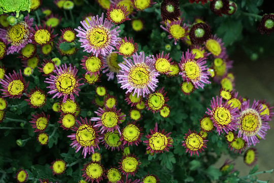 菊花