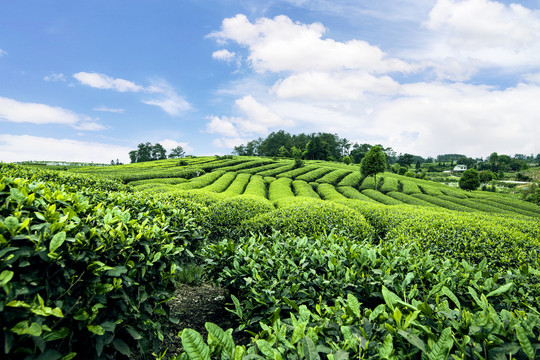 蓝天白云下的茶园茶山