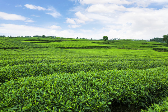 蓝天白云下的茶山茶园