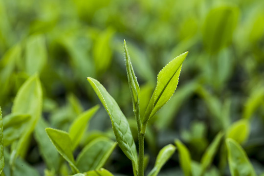 茶园里鲜嫩的茶芽