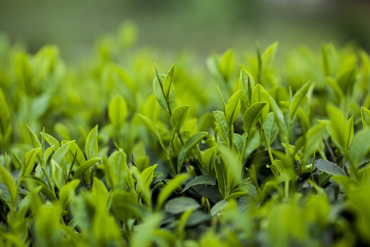 茶园里很多鲜嫩的茶芽