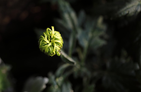 金秋盛开的菊花