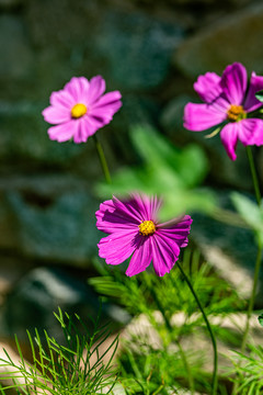 波斯菊