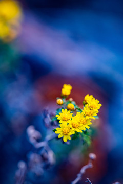 野甘菊