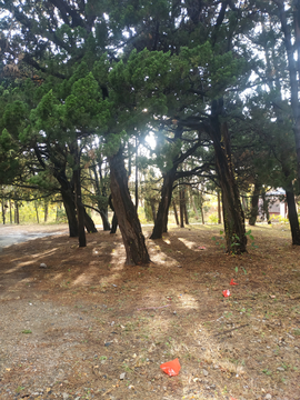 松树