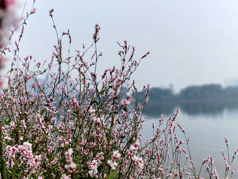 河边的野花