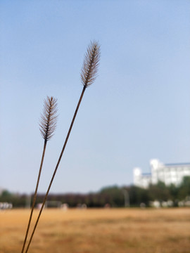 狗尾巴草