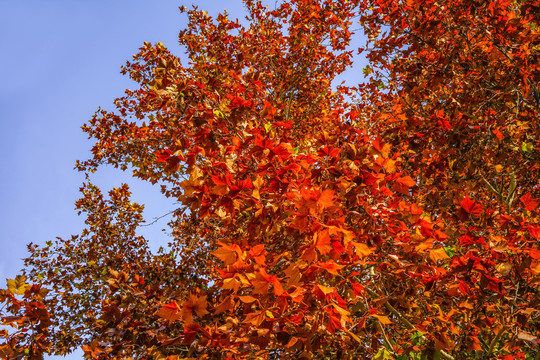 秋天红叶高清大图