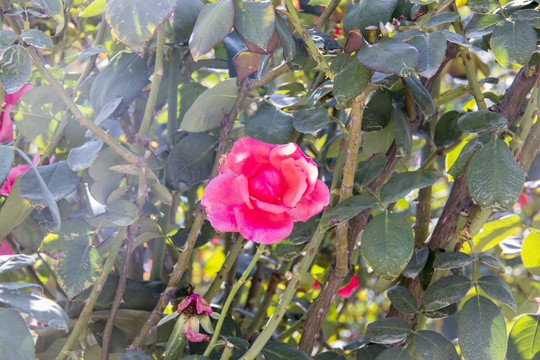 玫瑰花