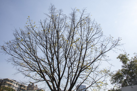 树枝