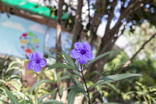花花草草