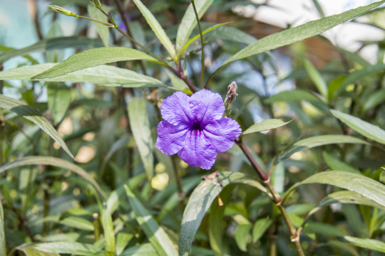 花花草草