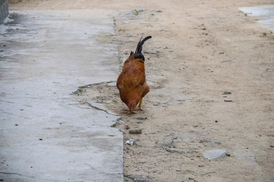 阉鸡