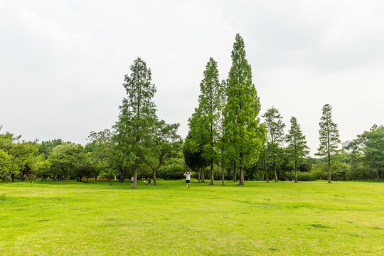 绿树草坪