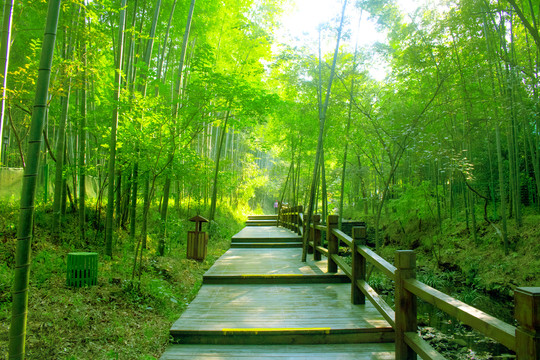 竹林路